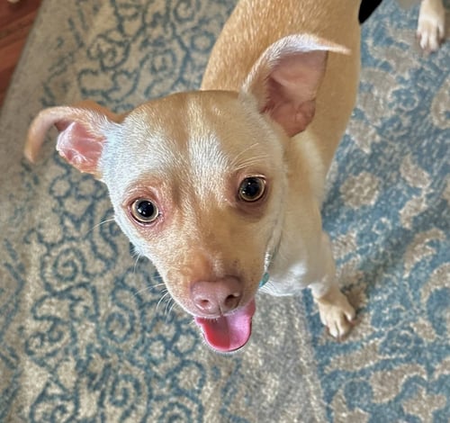 COPPER - Chihuahua / Rat Terrier available for adoption
