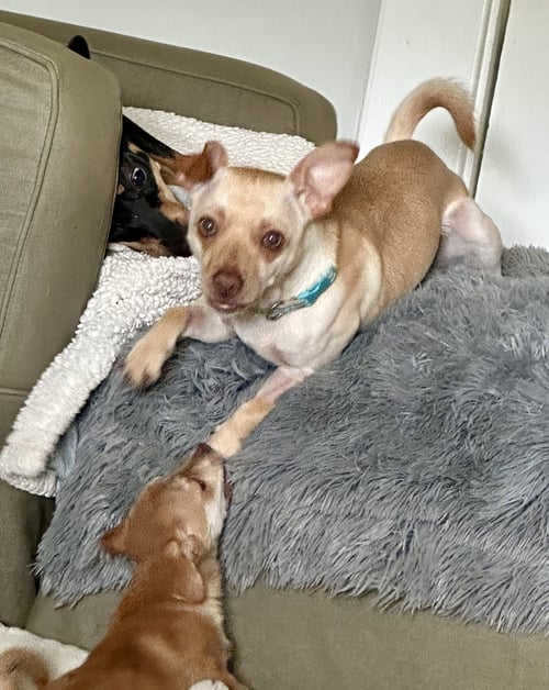 COPPER - Chihuahua / Rat Terrier available for adoption