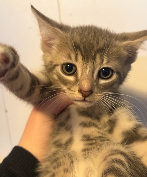 *ROLO - Domestic Short Hair available for adoption