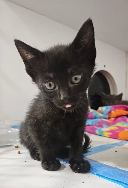 *BYTE - Domestic Short Hair available for adoption