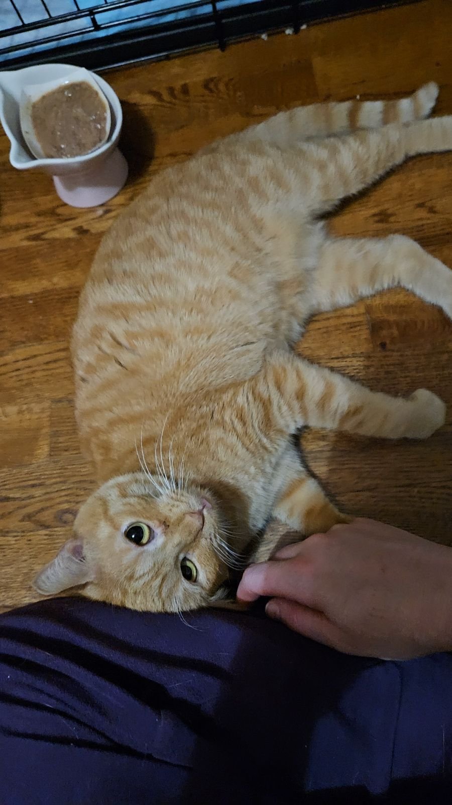 *MIMOSA - Domestic Short Hair available for adoption