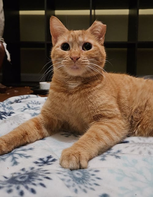 *MIMOSA - Domestic Short Hair for adoption in Lynchburg