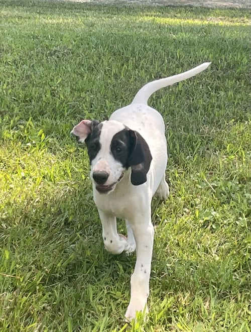 TURBO - Dalmatian / Treeing Walker Coonhound for adoption in Lynchburg