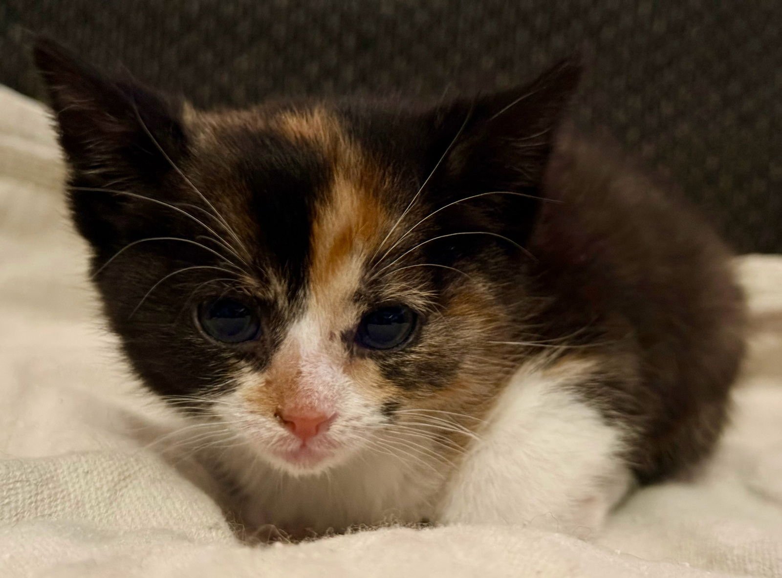 *ITALICS - Domestic Short Hair available for adoption