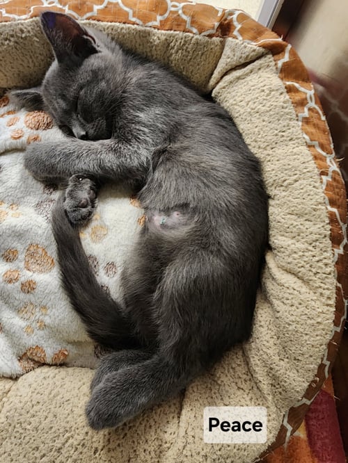 *PEACE - Domestic Short Hair available for adoption