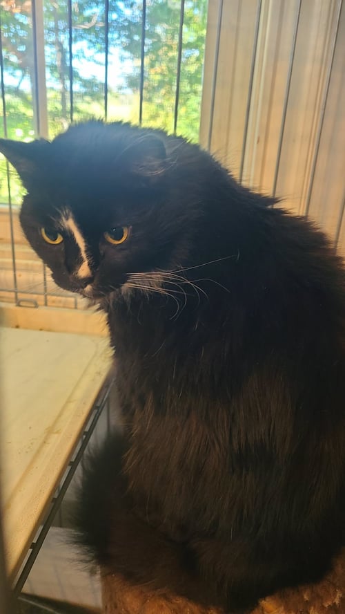 *JJ - Domestic Medium Hair available for adoption