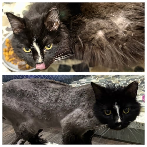 *JJ - Domestic Medium Hair available for adoption