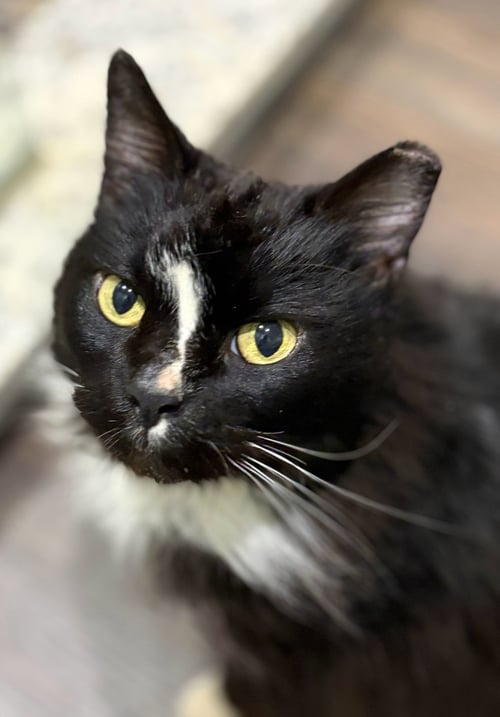 *JJ - Domestic Medium Hair for adoption in Lynchburg