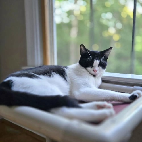 *JOSEPH - Domestic Short Hair available for adoption
