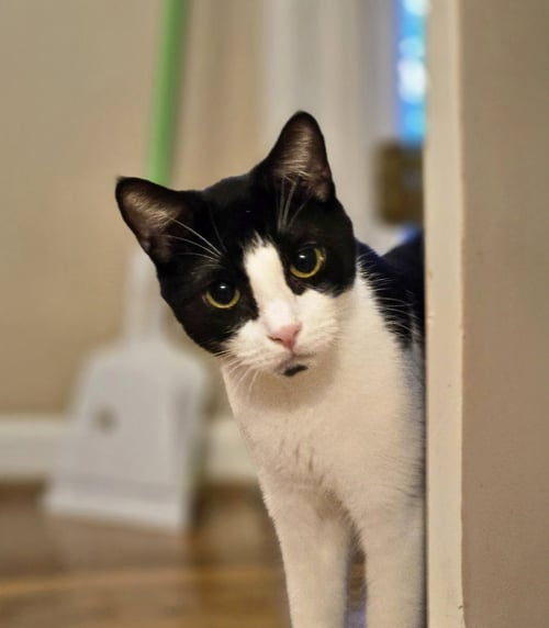 *JOSEPH - Domestic Short Hair for adoption in Lynchburg