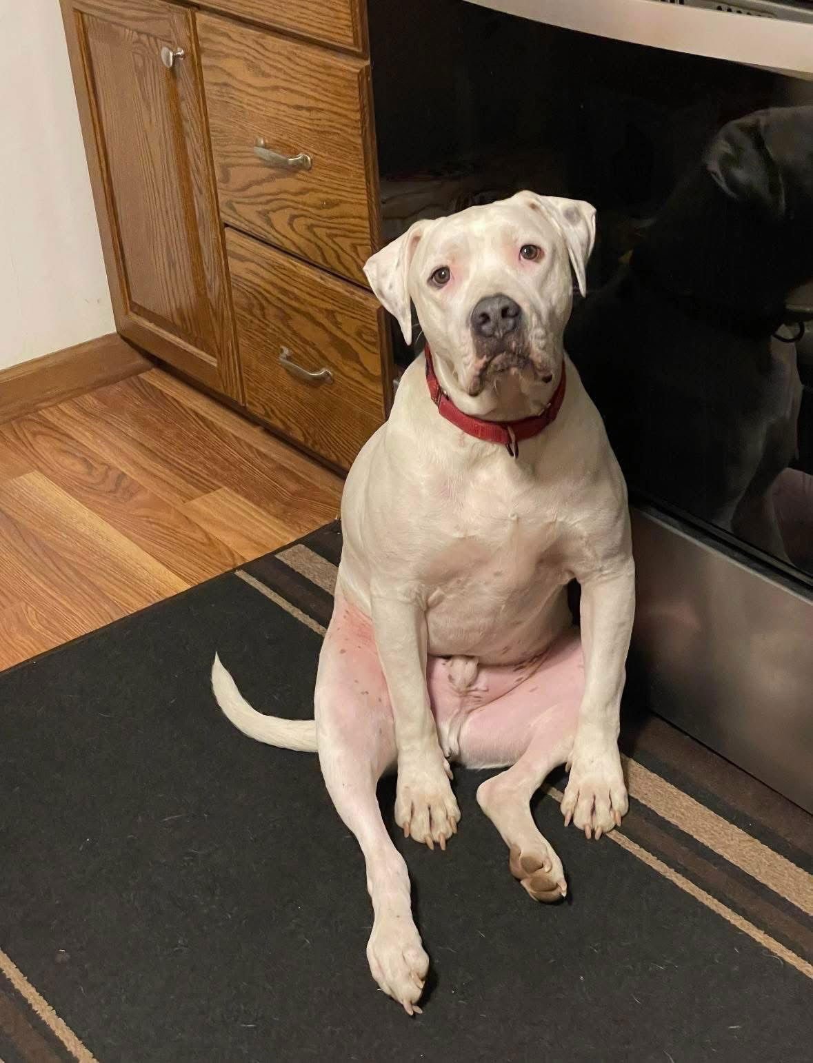 FRISCO - Pit Bull Terrier for adoption in Lynchburg