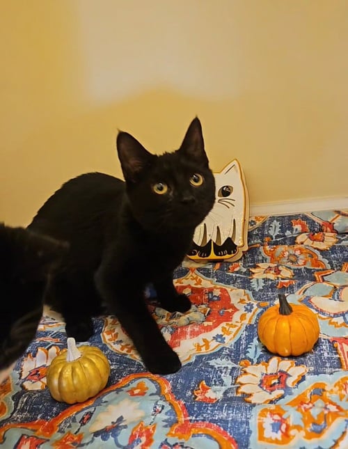 *NOIR - Domestic Short Hair available for adoption