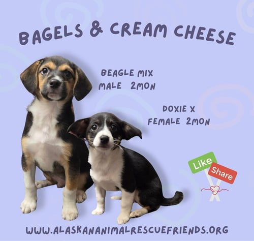 CREAM CHEESE - Dachshund available for adoption