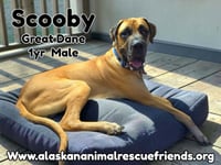 Scooby - Photo 1