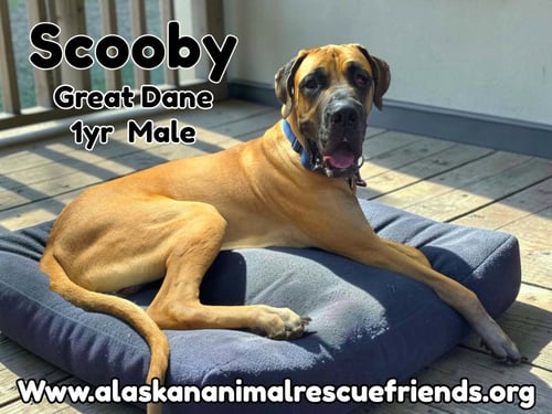SCOOBY - Great Dane for adoption in Anchorage