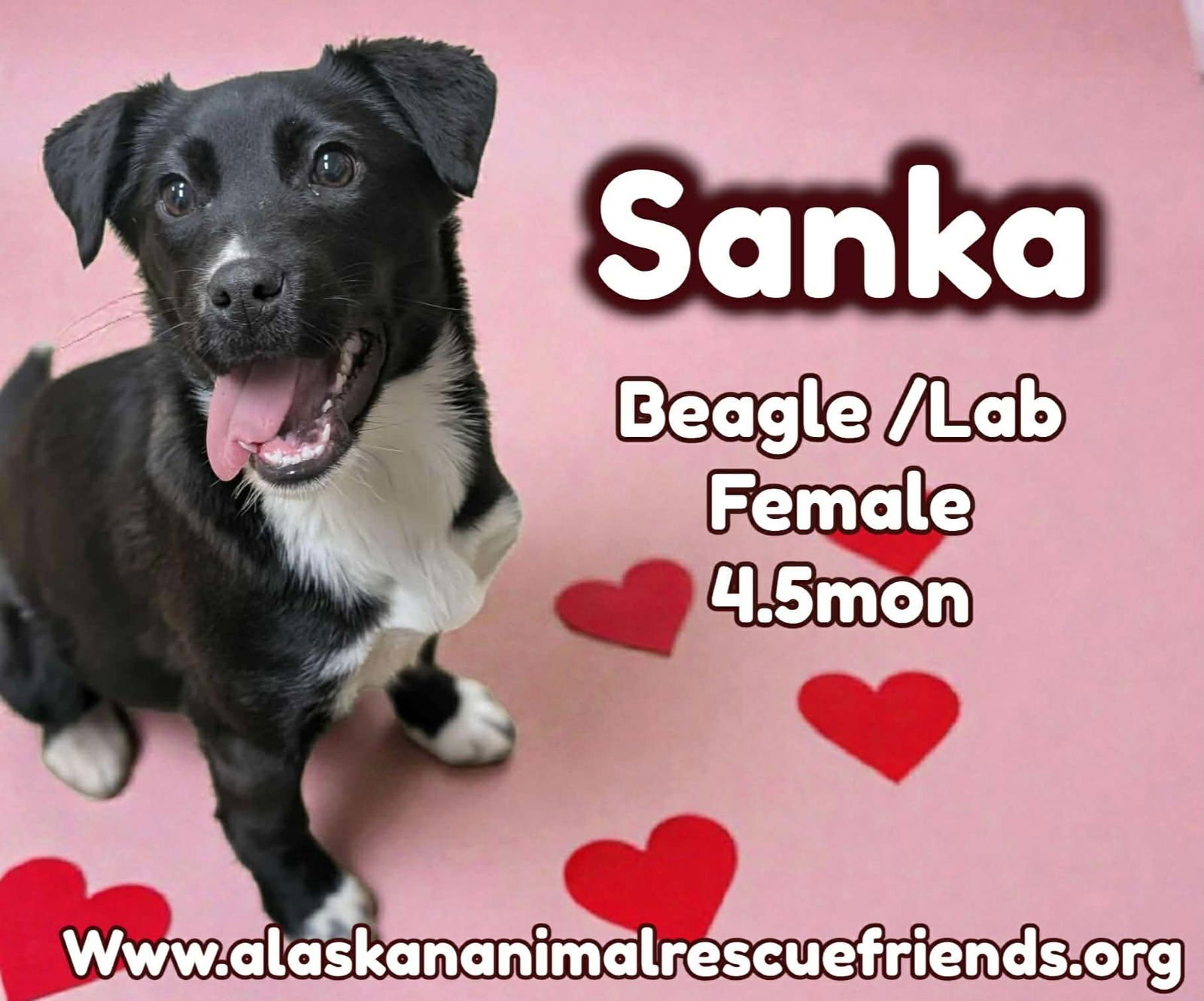 SANKA - Labrador Retriever / Beagle for adoption in Anchorage