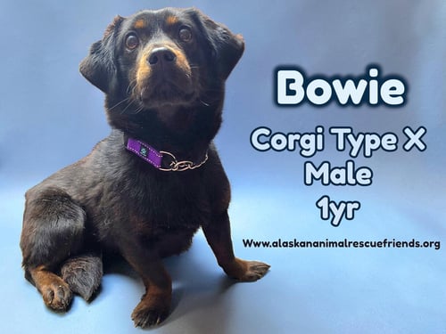 BOWIE - Corgi for adoption in Anchorage