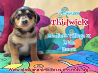 Dr. Suess Litter - Photo 2