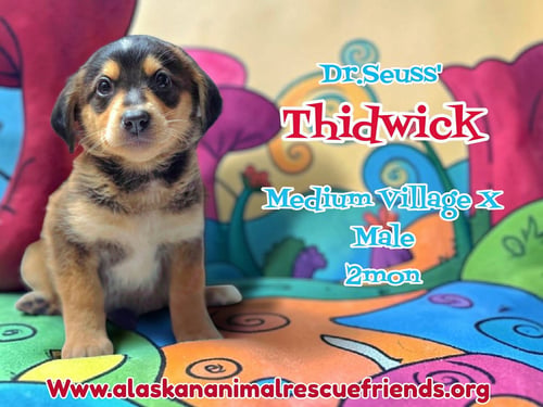 DR. SUESS LITTER - Husky / Corgi available for adoption