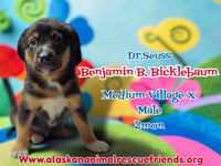 Dr. Suess Litter - Photo 3