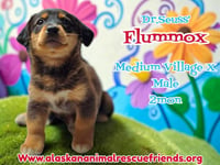 Dr. Suess Litter - Photo 4