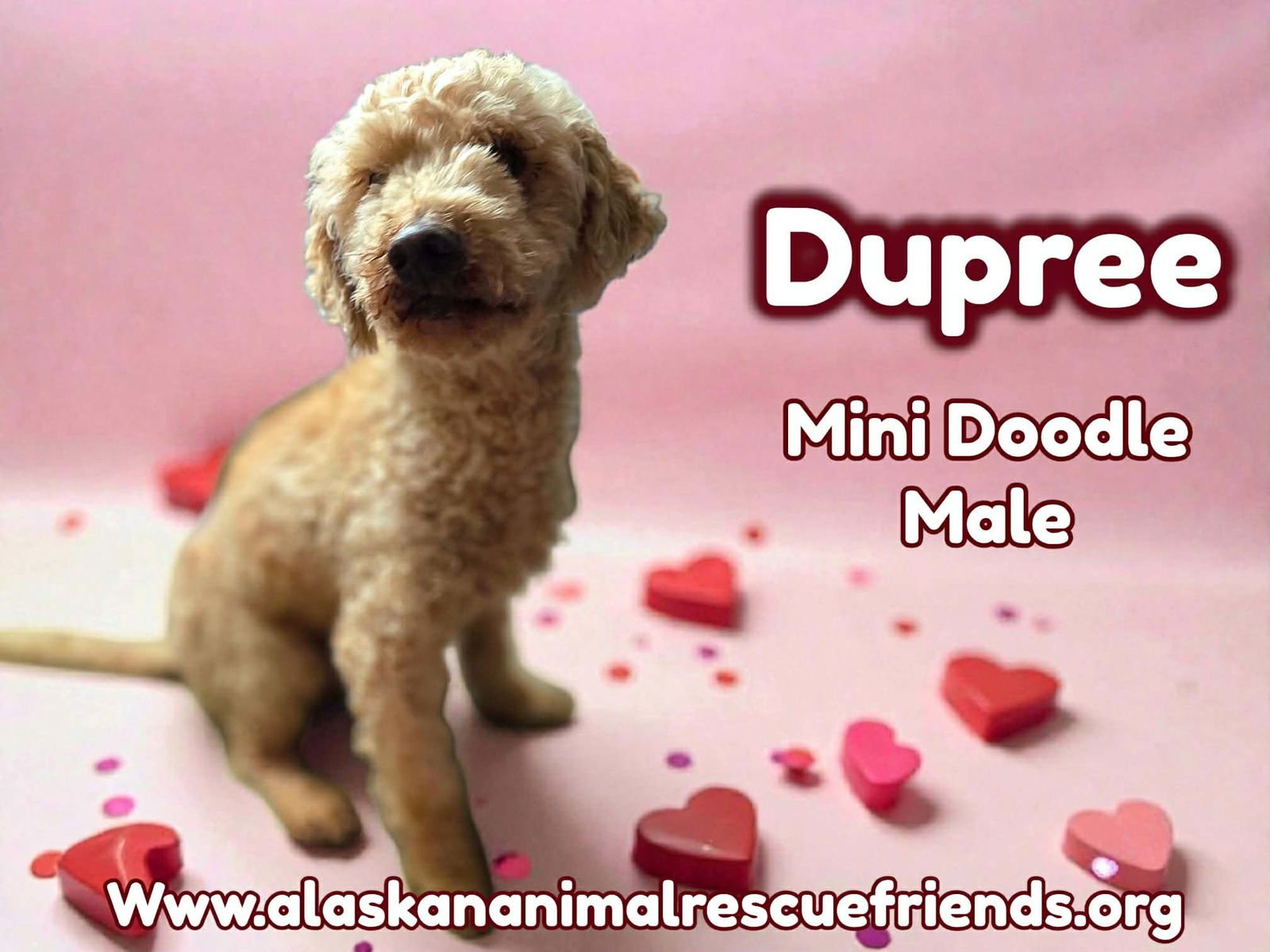 DUPREE - Poodle (Standard) / Labrador Retriever for adoption in Anchorage