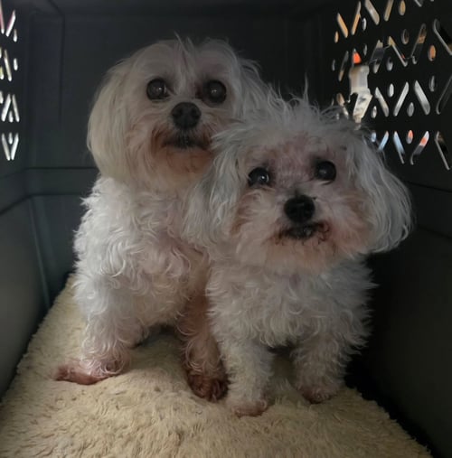HARLOW & GRACIE - Maltese for adoption in Anchorage