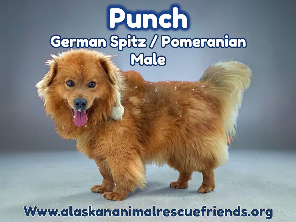 Punch Image