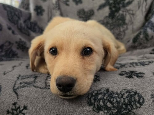 SPARK - Labrador Retriever available for adoption