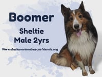 Boomer - Photo 2