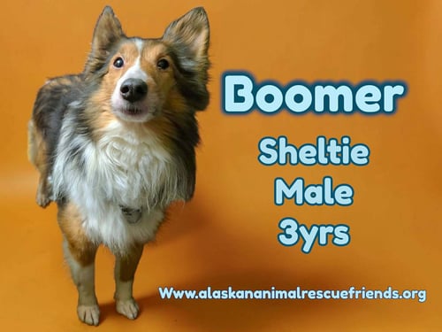 BOOMER - Shetland Sheepdog Sheltie for adoption in Anchorage