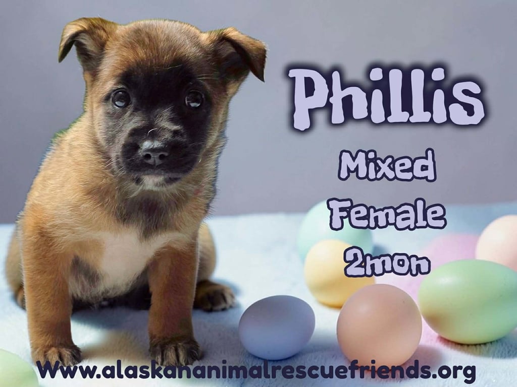 Phillis Image