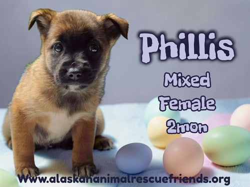 PHILLIS - Labrador Retriever / Shepherd for adoption in Anchorage