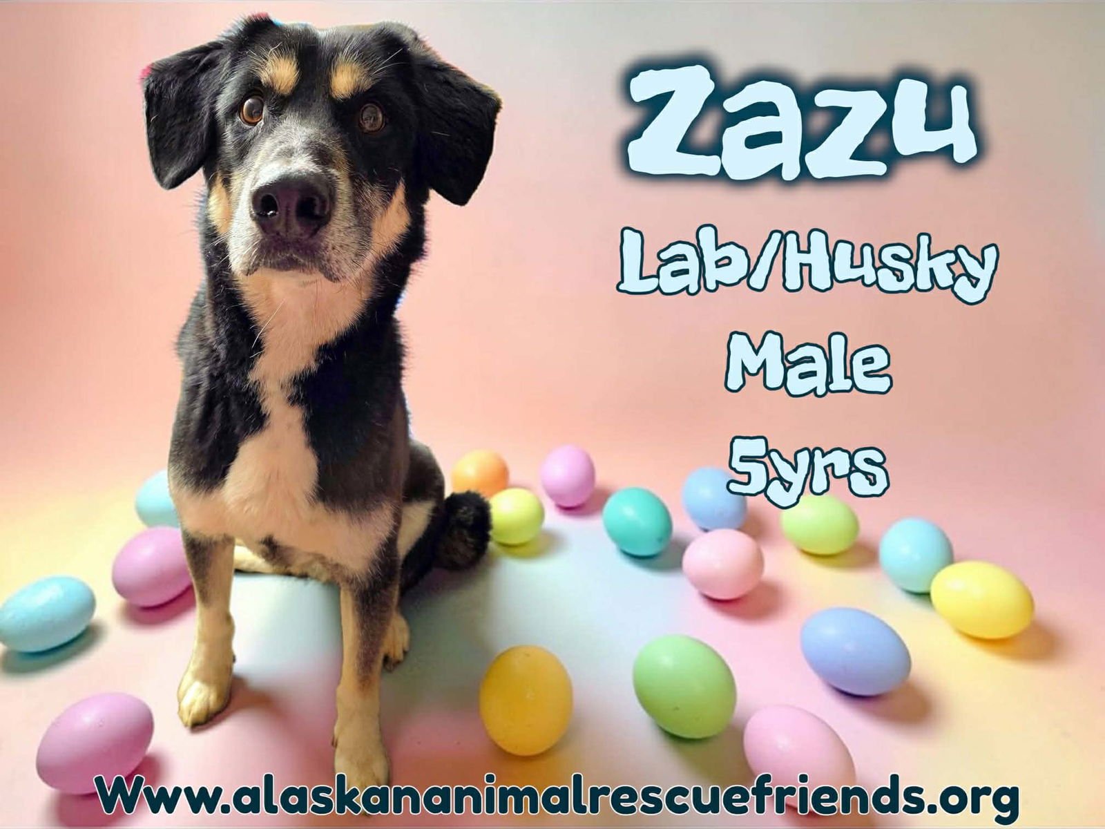 ZAZU - Husky / Labrador Retriever for adoption in Anchorage