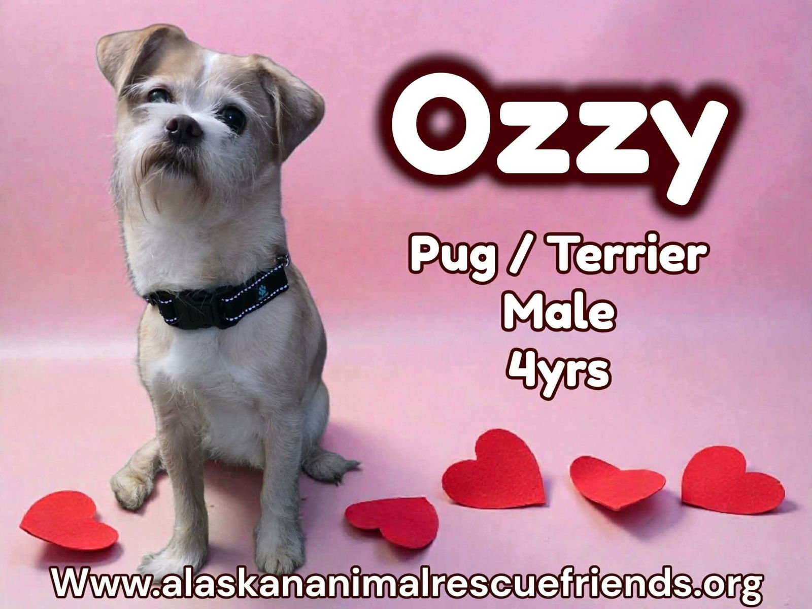 OZZY - Terrier / Pug for adoption in Anchorage