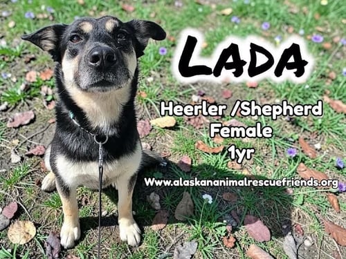 LADA - Shepherd / Australian Cattle Dog/Blue Heeler available for adoption