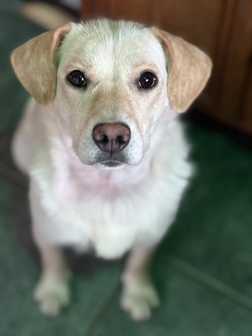 LUNA - Labrador Retriever available for adoption