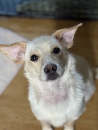 Luna - Photo 3