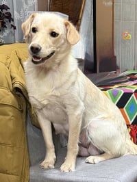 Luna - Photo 4