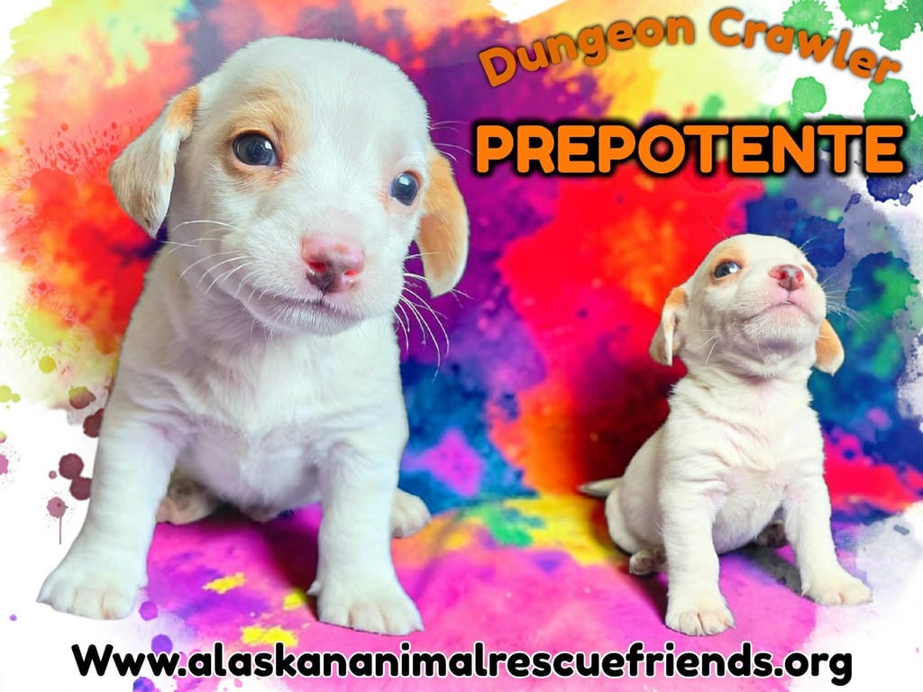 Dungeon Crawler - Prepotente Image