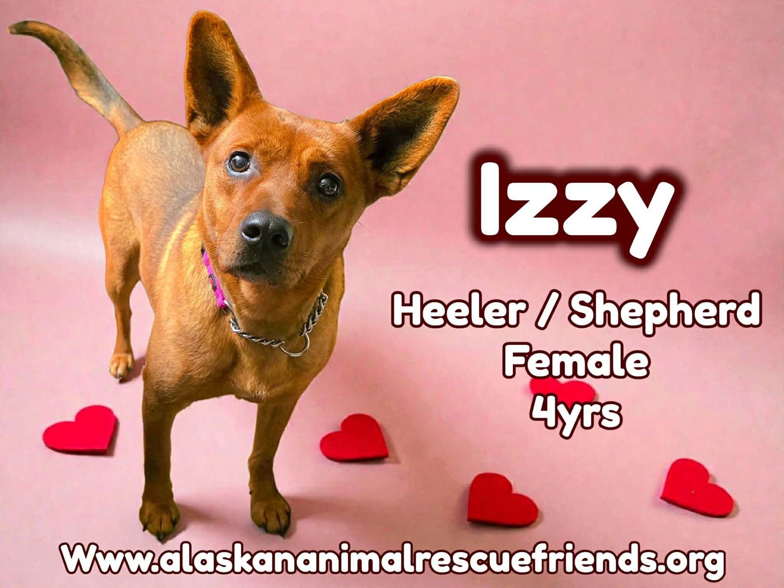 IZZY - Australian Cattle Dog/Blue Heeler / Shepherd for adoption in Anchorage