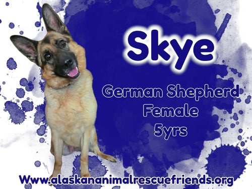 SKYE - German Shepherd Dog for adoption in Anchorage