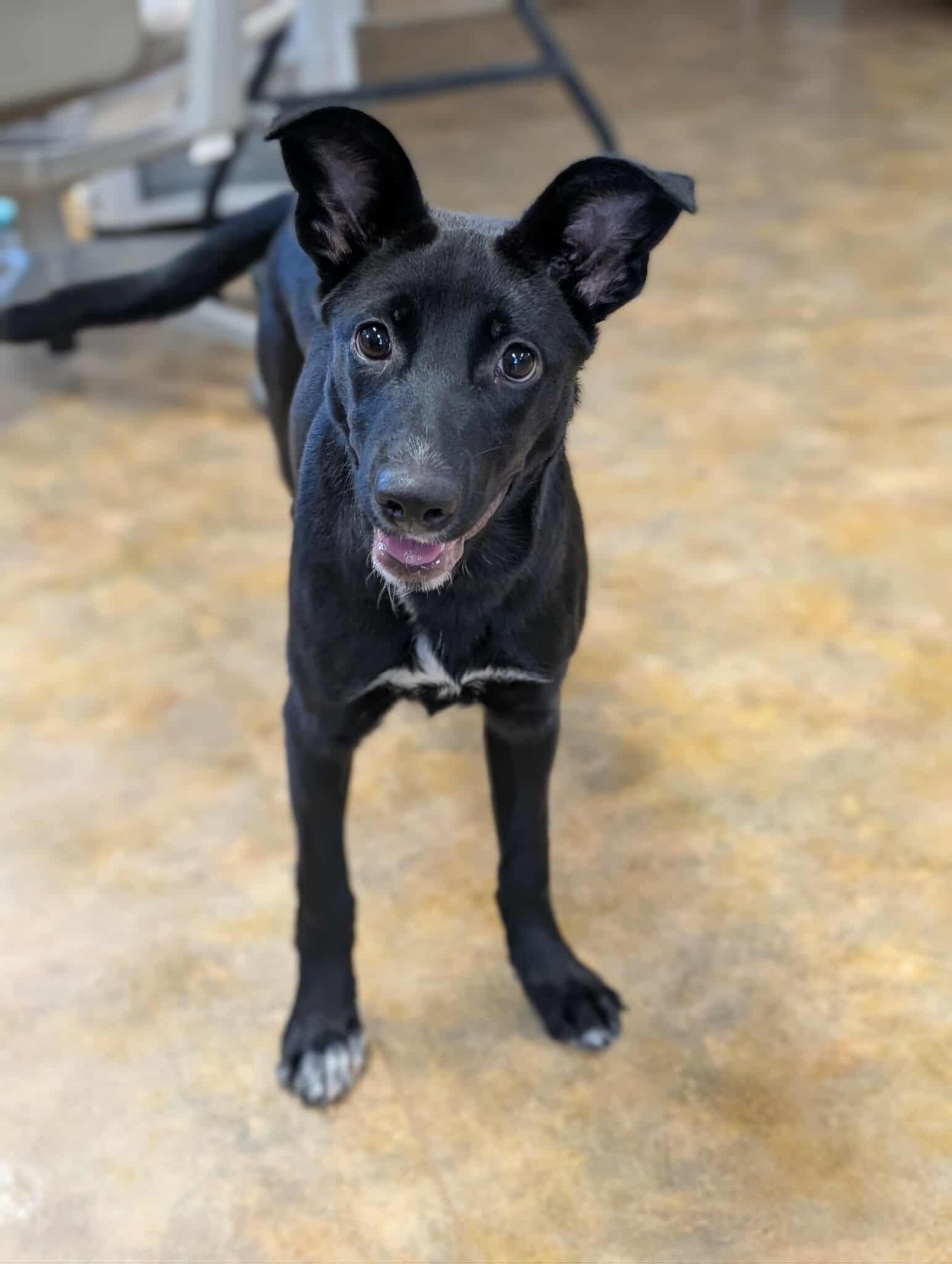 JOVI - Border Collie for adoption in Anchorage