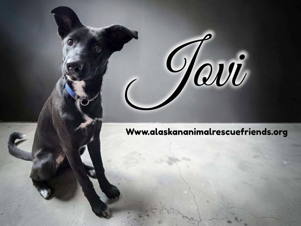 Jovi Image