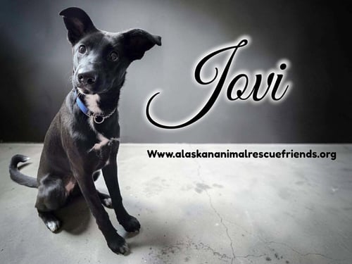 JOVI - Belgian Shepherd Malinois / German Shepherd Dog for adoption in Anchorage