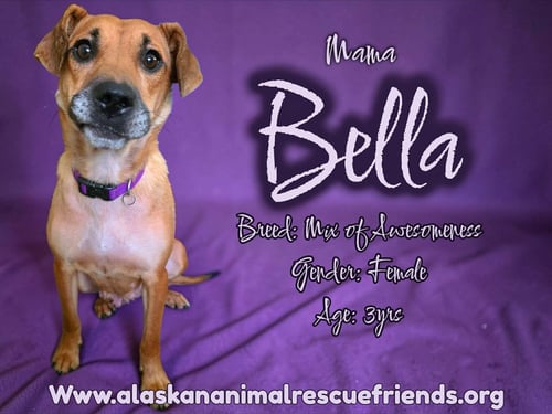 BELLA - Shepherd / Beagle for adoption in Anchorage