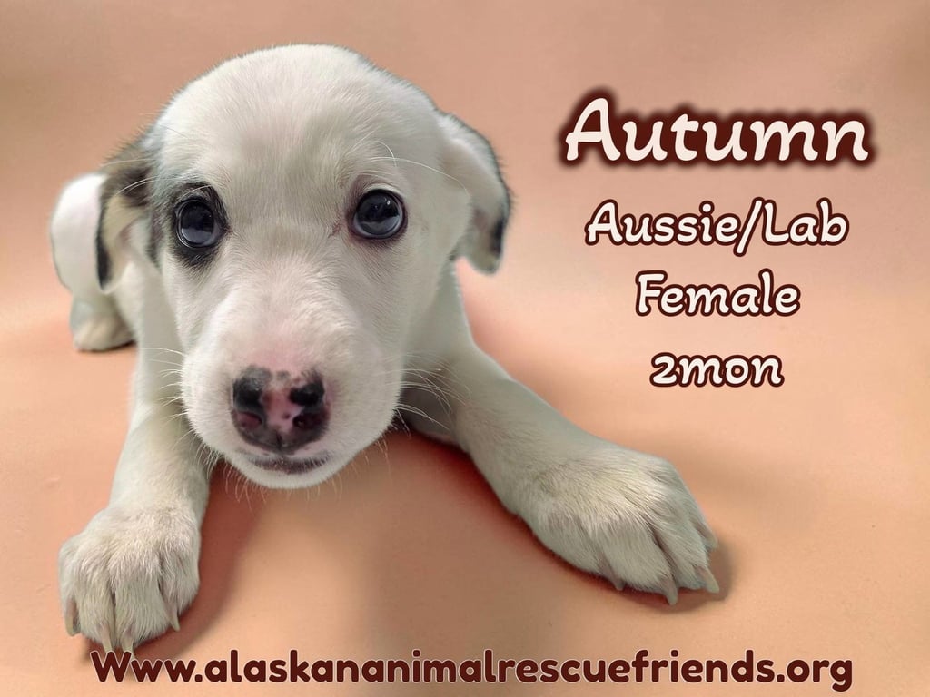Autumn Image