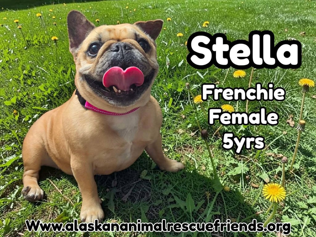Stella Image