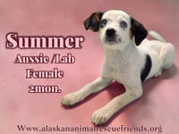 Summer - Photo 1