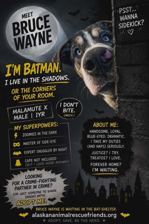 BRUCE - Alaskan Malamute / Rottweiler available for adoption